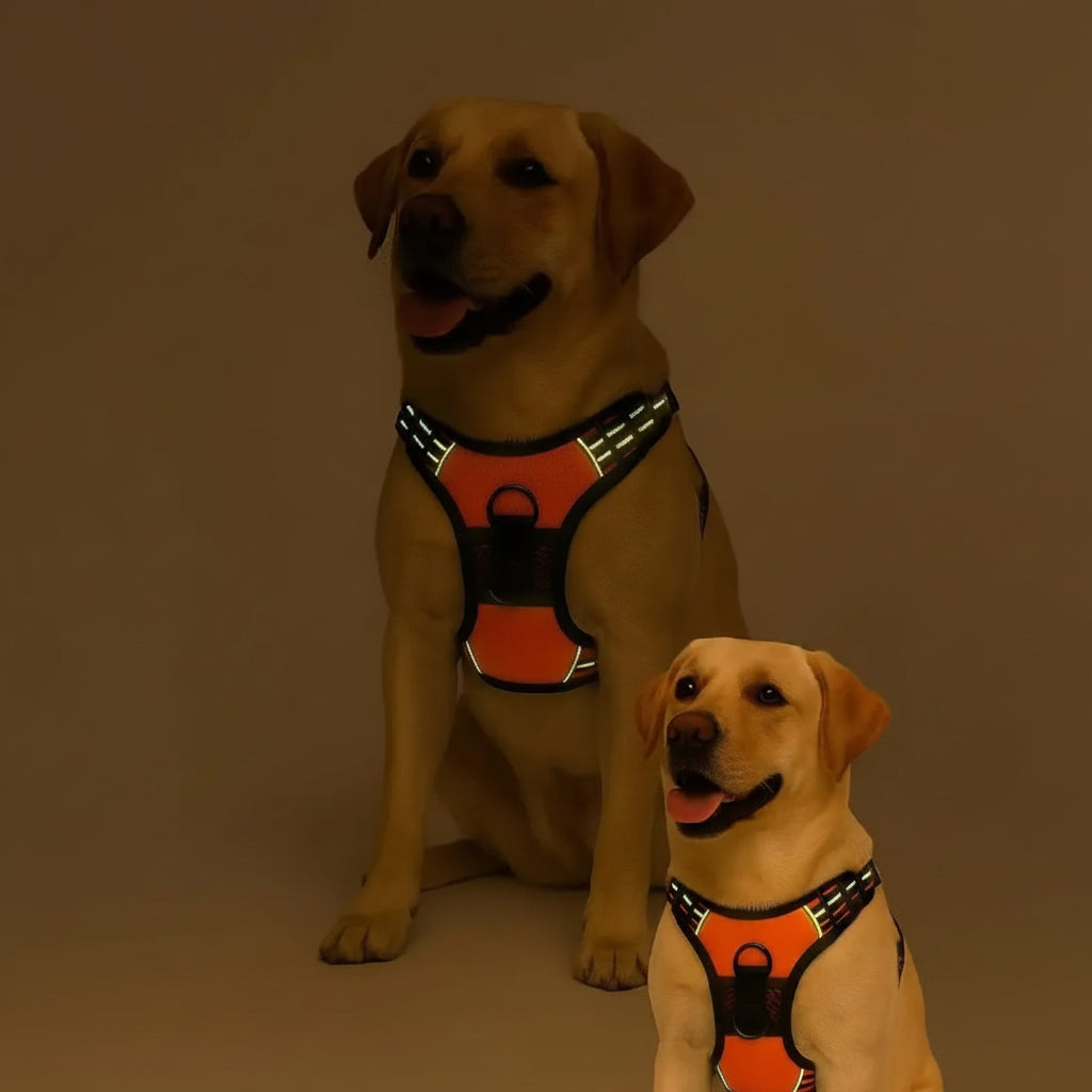 Pechera anti.tirones para perro con correa pretal